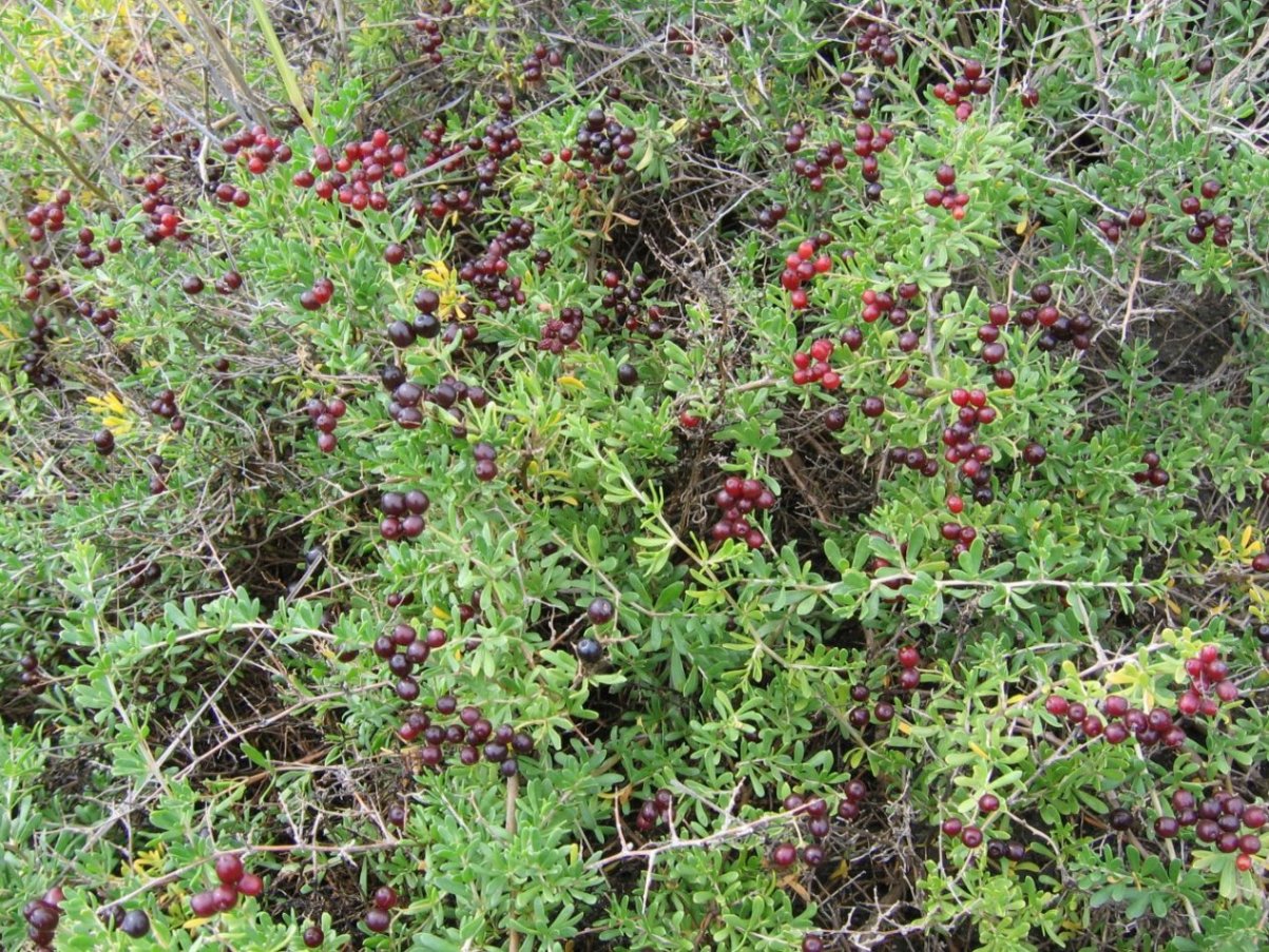 Image of Nitraria sibirica specimen.