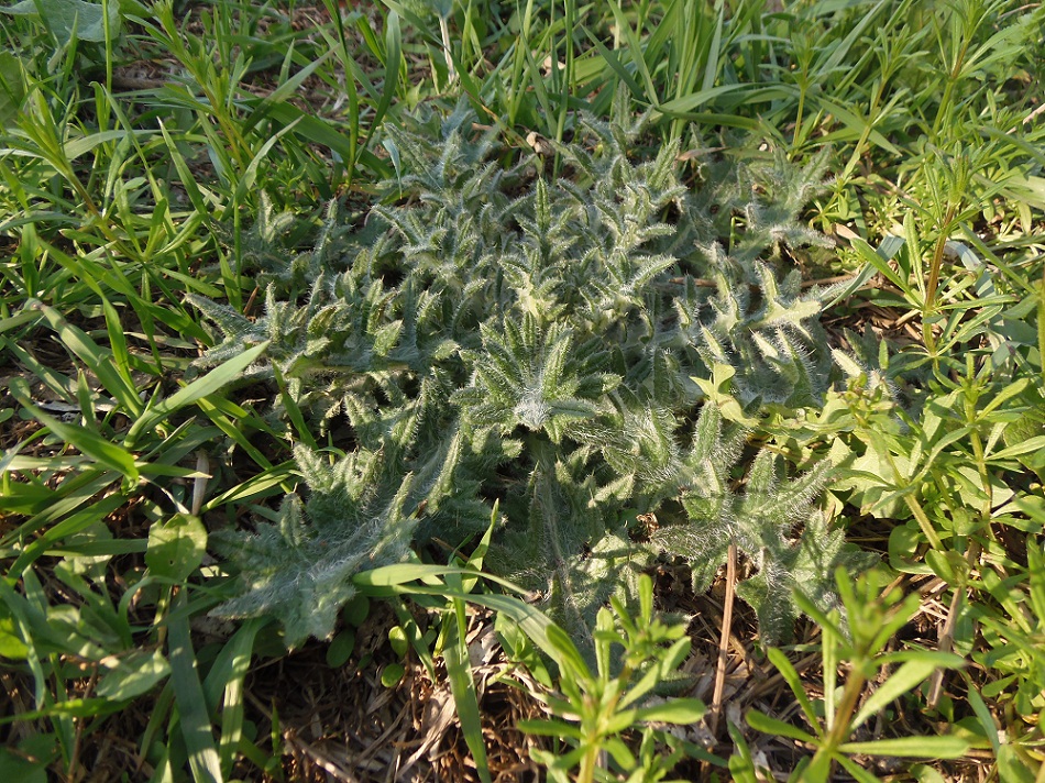 Image of Cirsium vulgare specimen.