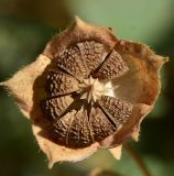 Malva sylvestris. Зрелый плод. Израиль, нагорье Негев, окр. киббуца Сде Бокер, рудеральное местообитание. 24.04.2013.