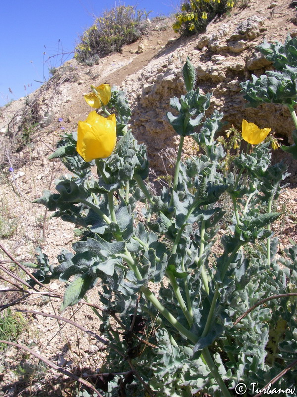 Изображение особи Glaucium flavum.