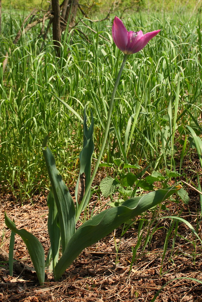 Изображение особи Tulipa suaveolens.