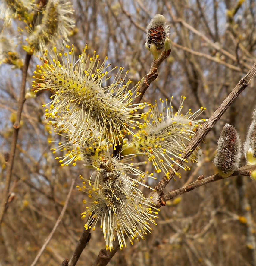 Image of Salix &times; puberula specimen.