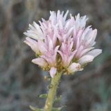 Pseudosedum longidentatum