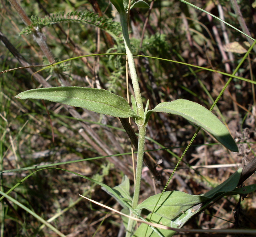 Image of Veronica orchidea specimen.