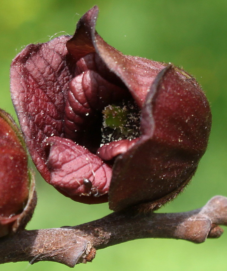 Изображение особи Asimina triloba.