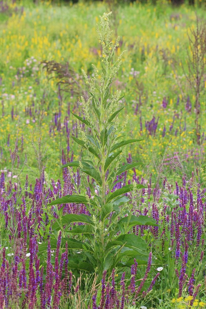 Image of Verbascum lychnitis specimen.