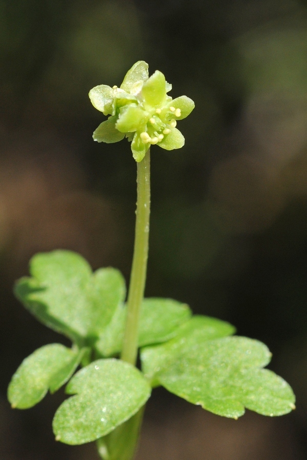 Image of Adoxa moschatellina specimen.