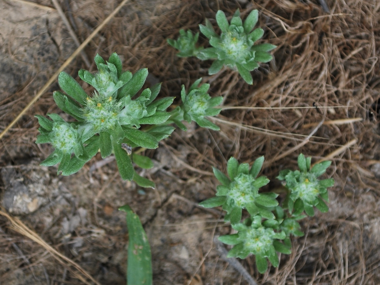 Image of Filago pyramidata specimen.