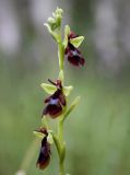 Ophrys insectifera. Соцветие. Эстония, Сааремаа, окр. дер. Pilguse, сырой альвар (луг на известняковой плите). 24.06.2013.