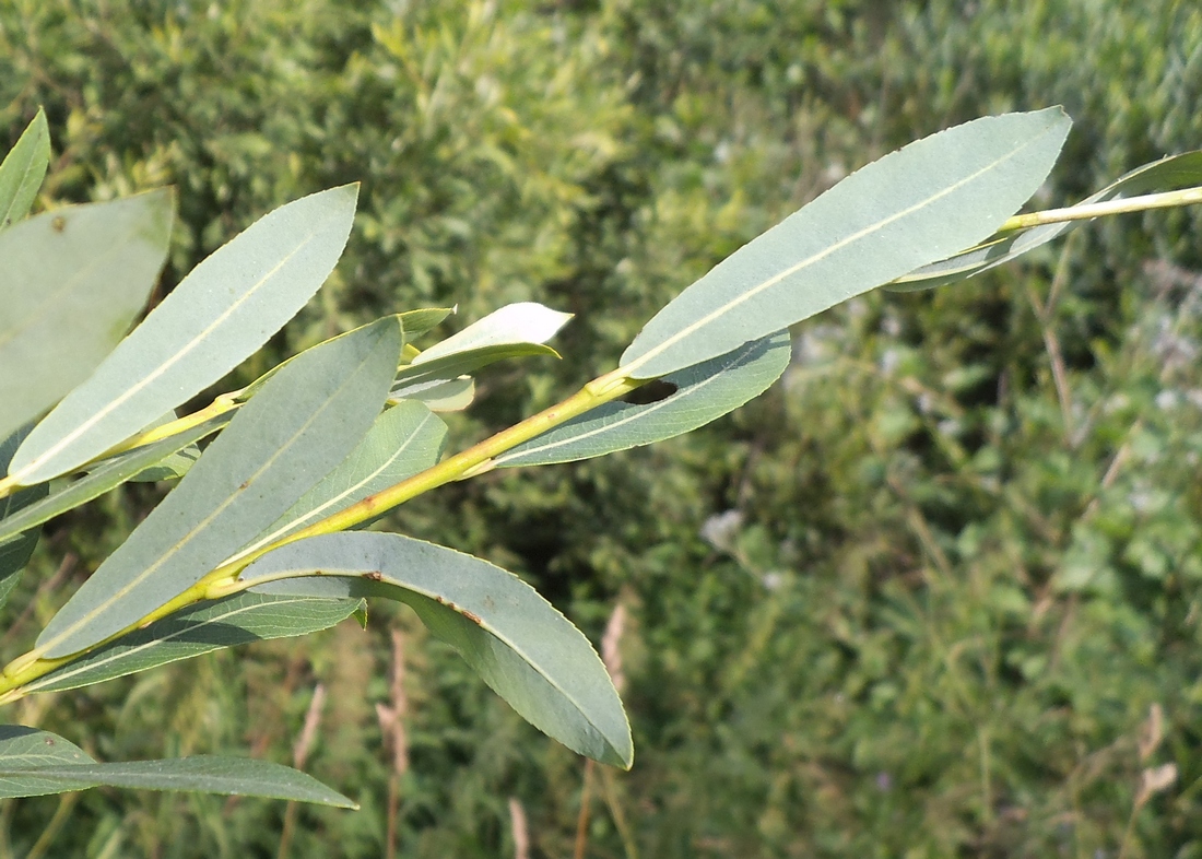 Image of Salix vinogradovii specimen.