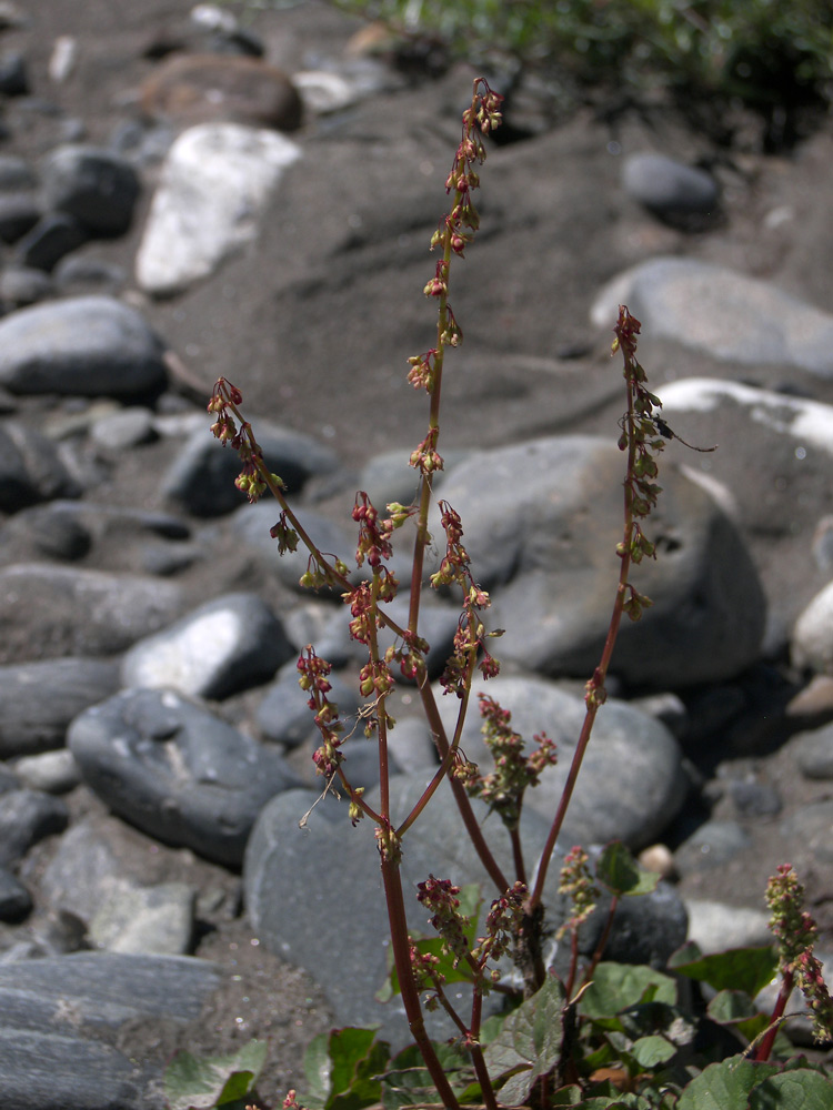 Image of Oxyria digyna specimen.