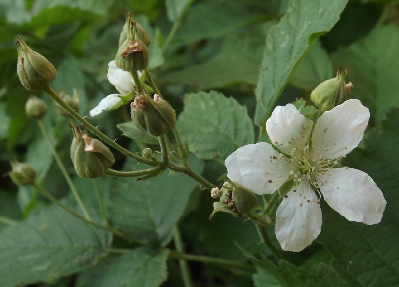 Изображение особи Rubus caesius.