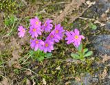 Primula cuneifolia. Цветущие растения. Камчатский край, вулкан Мутновский. 27.07.2013.