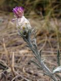 Centaurea sarandinakiae. Верхушка побега с соцветием. Краснодарский край, г. Новороссийск, ур. Широкая Балка, прибрежная гора, можжевеловое редколесье. 25.08.2013.