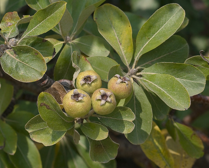 Изображение особи Pyrus elaeagrifolia.