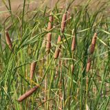 Typha angustifolia