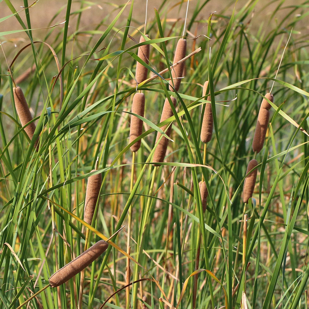 Изображение особи Typha angustifolia.