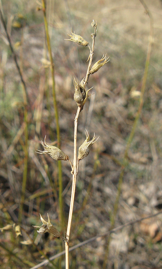 Image of Stachys angustifolia specimen.