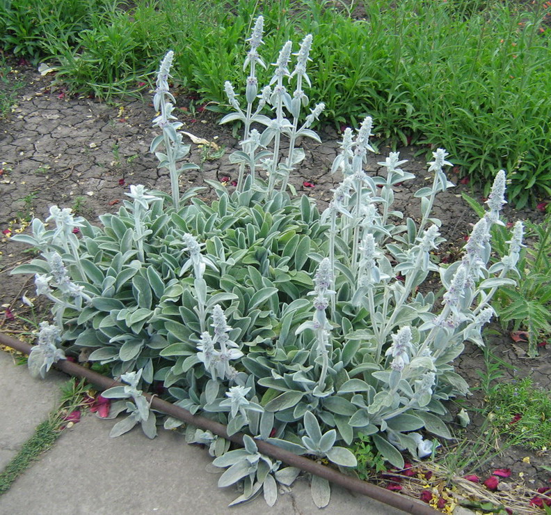 Изображение особи Stachys byzantina.