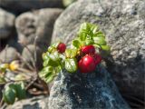 Vaccinium vitis-idaea. Верхушка побега с плодами. Кольский п-ов, Кандалакшский берег Белого моря, каменистая коса. 07.08.2013.