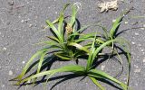Carex macrocephala. Цветущее растение. Камчатский край, Петропавловска-Камчатского городской округ, Халактырский пляж, берег Авачинского залива. 27.05.2013.