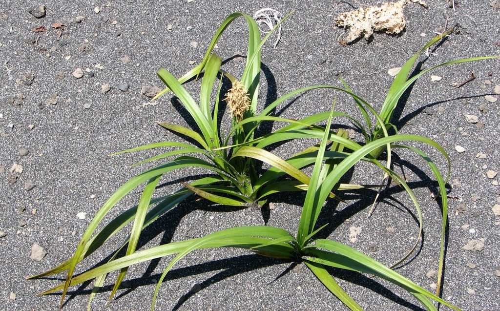 Image of Carex macrocephala specimen.