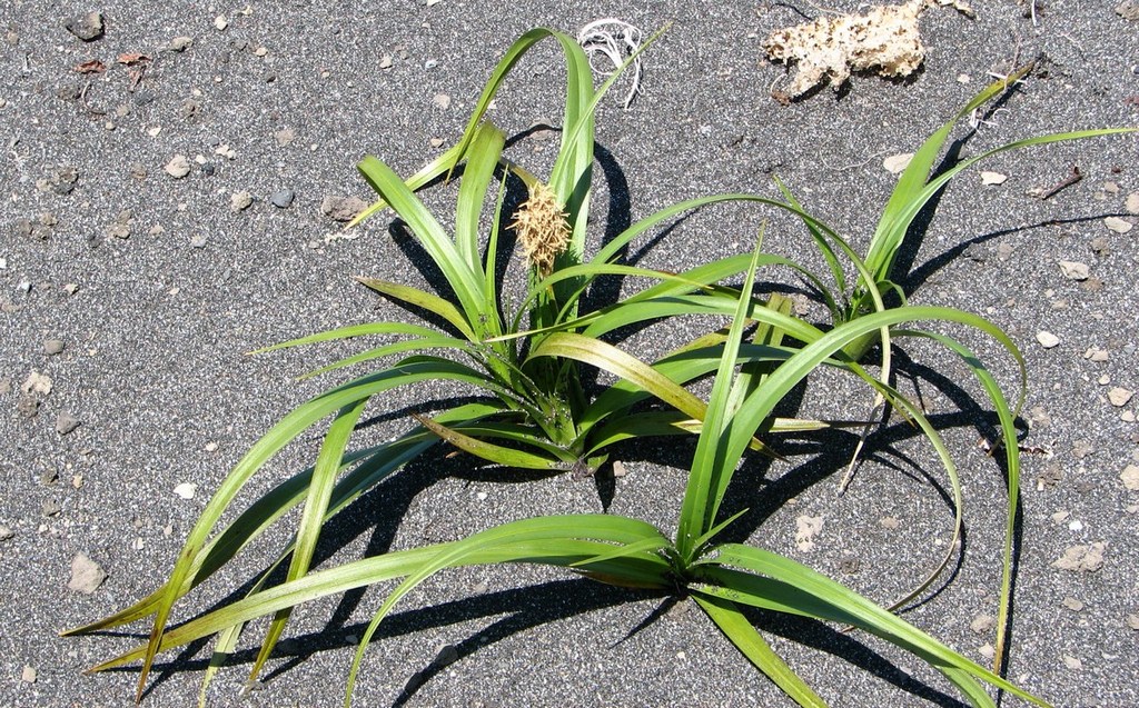 Изображение особи Carex macrocephala.