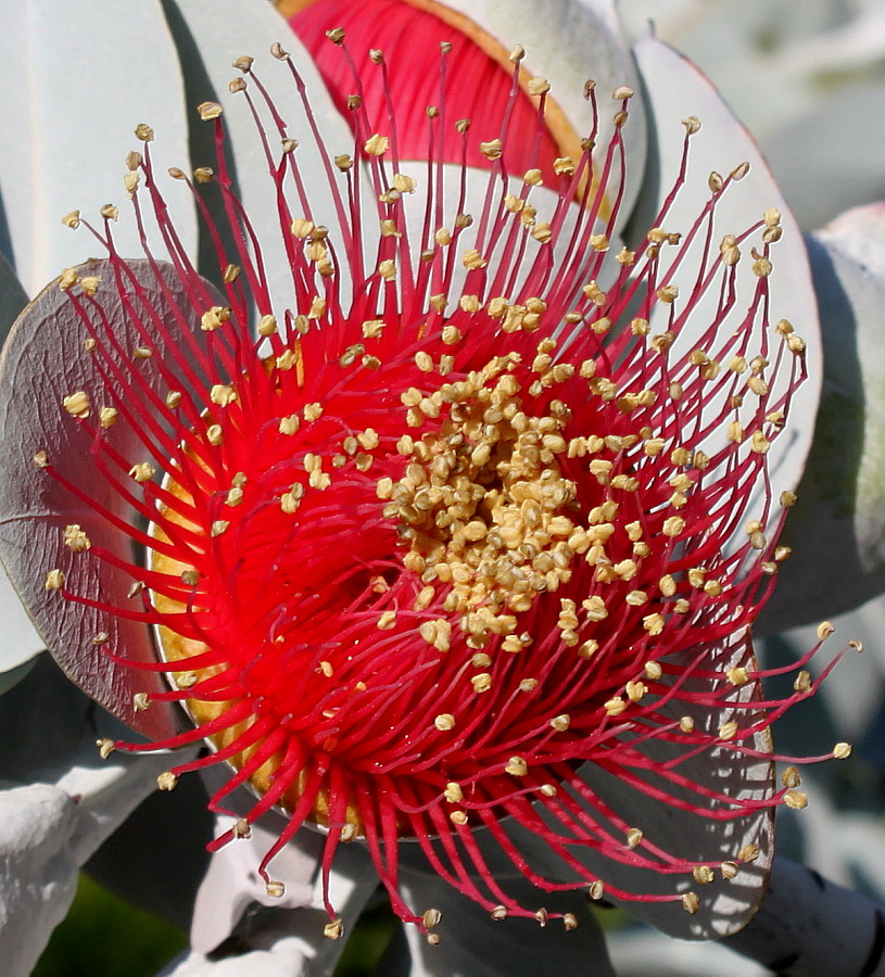 Image of genus Eucalyptus specimen.