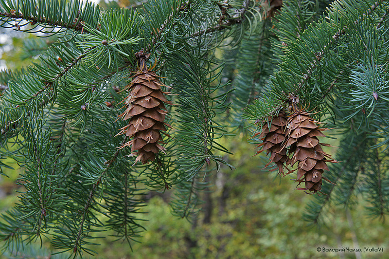 Изображение особи Pseudotsuga menziesii.