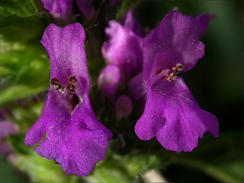 Изображение особи Betonica officinalis.