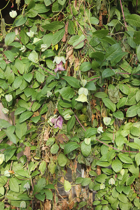 Image of Cobaea scandens specimen.