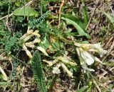 Astragalus polygala. Верхушка побега с соцветиями. Нагорный Карабах, окр. г. Шуши, Унотское ущелье. 05.05.2013.