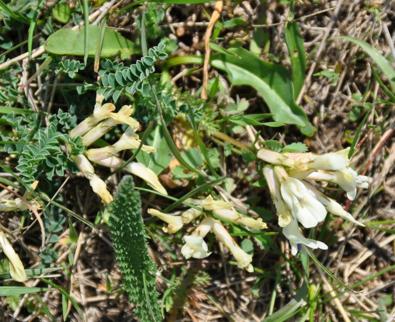 Image of Astragalus polygala specimen.