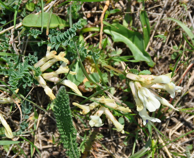 Image of Astragalus polygala specimen.