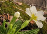 Primula vulgaris. Верхушка цветущего растения. Краснодарский край, Новороссийский р-н, гора Рябкова, каменистый склон, скальнодубово-грабовый лес. 23.02.2014.