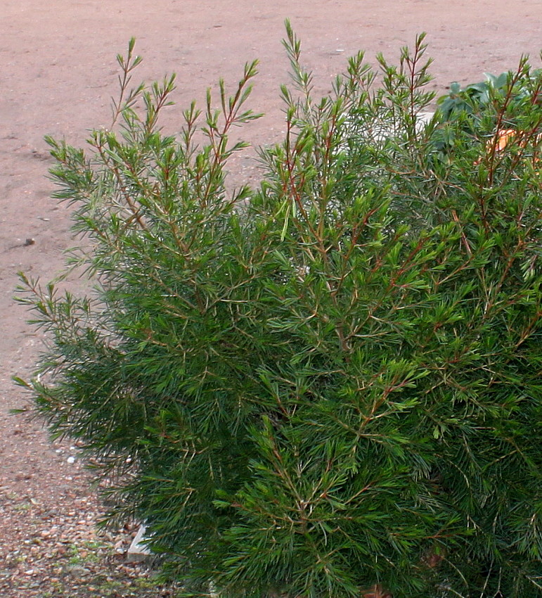 Image of Chamelaucium uncinatum specimen.