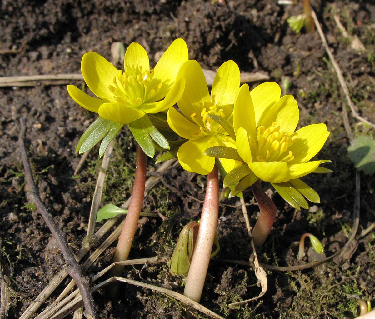 Image of Eranthis hyemalis specimen.