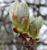 Aesculus hippocastanum