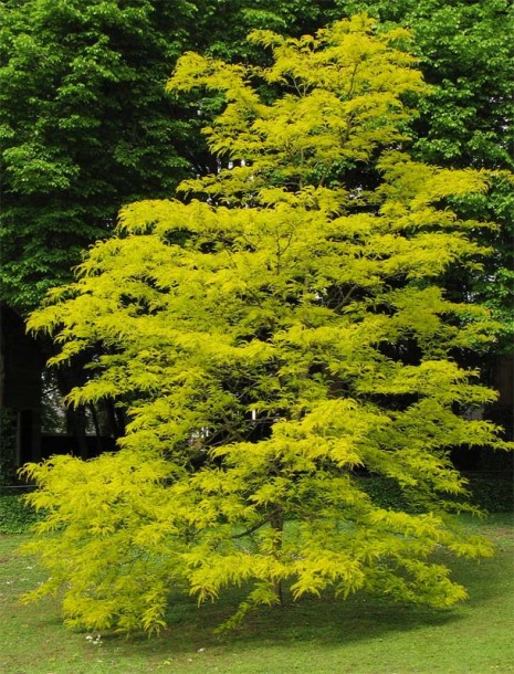 Image of Gleditsia triacanthos specimen.