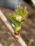 Viburnum opulus. Средняя часть веточки с молодым побегом. Германия, г. Дюссельдорф, Ботанический сад университета. 13.03.2014.