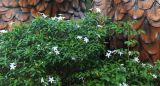 Tabernaemontana divaricata. Крона цветущего растения. Таиланд, провинция Краби, курорт Ао Нанг. 11.12.2013.