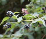 Lantana camara