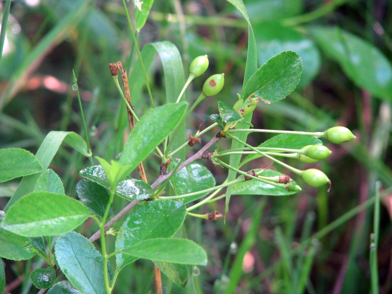 Image of Cerasus fruticosa specimen.