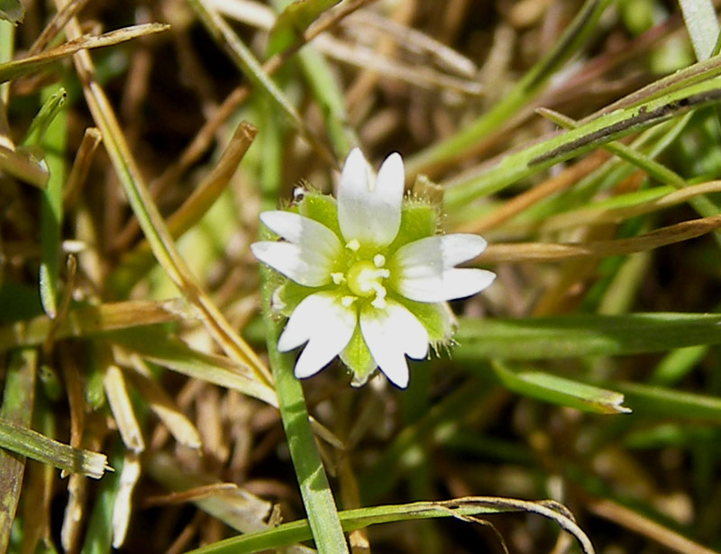 Изображение особи Cerastium semidecandrum.