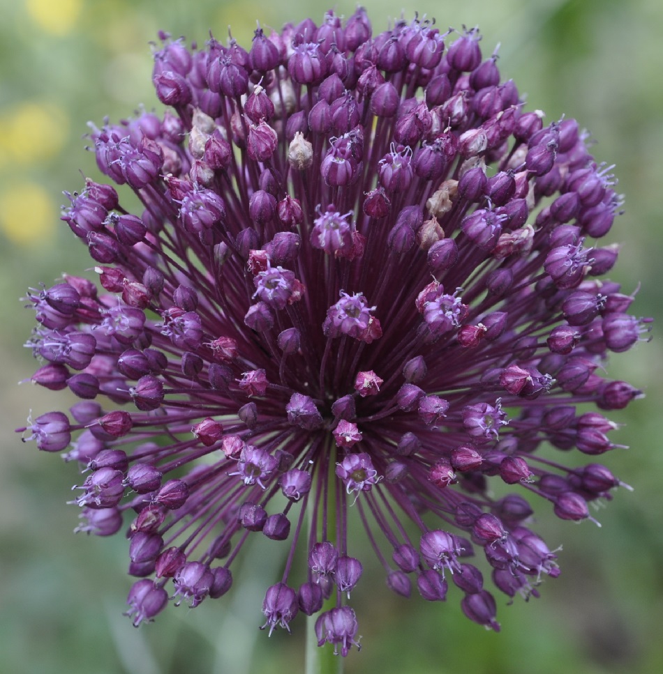 Изображение особи Allium ampeloprasum.