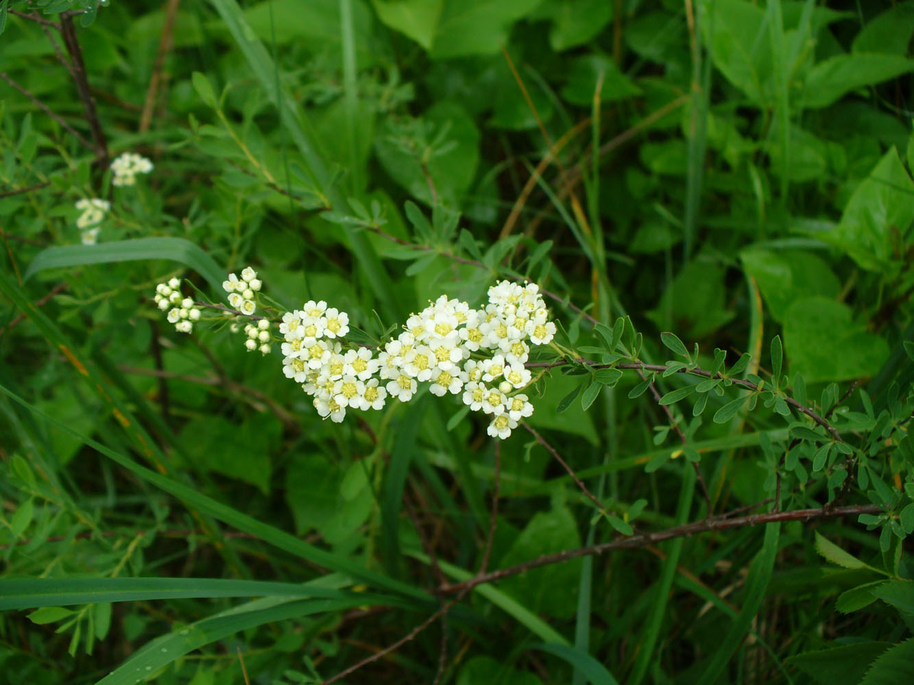 Image of Spiraea crenata specimen.