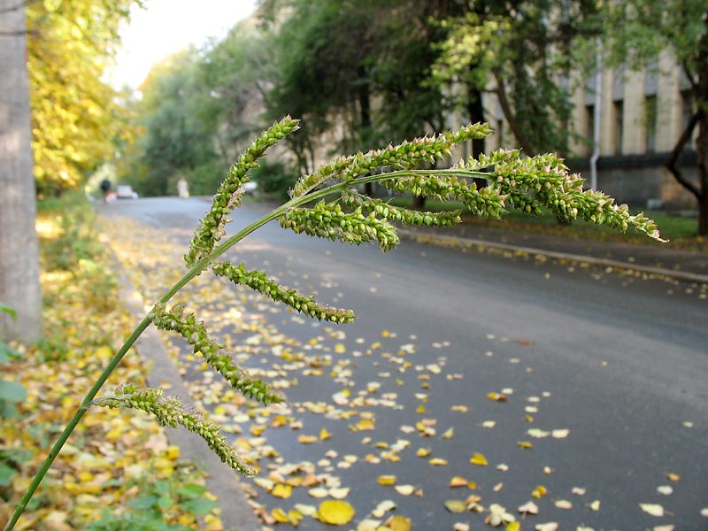 Image of Echinochloa muricata specimen.