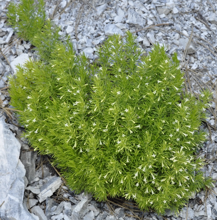 Image of Asperula muscosa specimen.