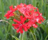 Lychnis chalcedonica