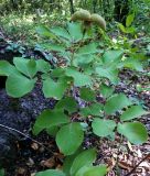 Paeonia daurica